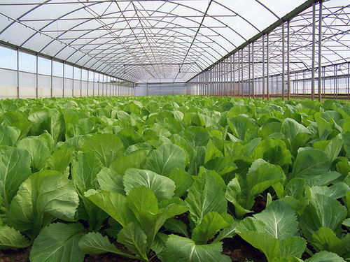 精准帮扶 70座钢架大棚助推设施蔬菜种植致富奔小康