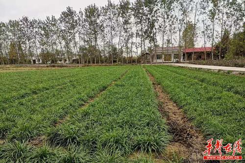 (除了白菜苔,红菜苔,张继春还种植不少湖南人餐桌上常见的蔬菜种类.