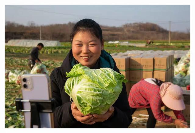 广水"三白"蔬菜:科技赋能传统农业转型升级|蔬菜种植|大白菜_网易订阅