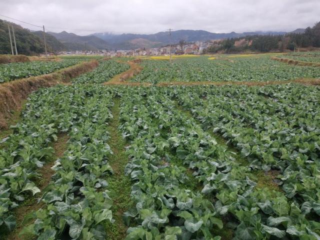 近日,从江县洛香镇上皮林蔬菜种植坝区人头攒动,一片繁忙景象,原来是