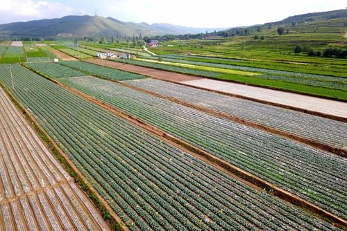 总产值达12亿元西吉蔬菜产业进入新阶段