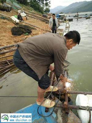 万峰湖数千万斤网箱鱼短期冲击市场?可能性不太大,常规淡水鱼市场目前整体稳定!